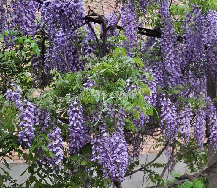 flower seeds wholesale Picture More Detailed Picture about 35 pcs/bag Purple Wisteria Flower