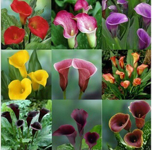 free shipping new Plants bonsai flowers multicolour calla lily bulbs derlook calla lily plants seeds