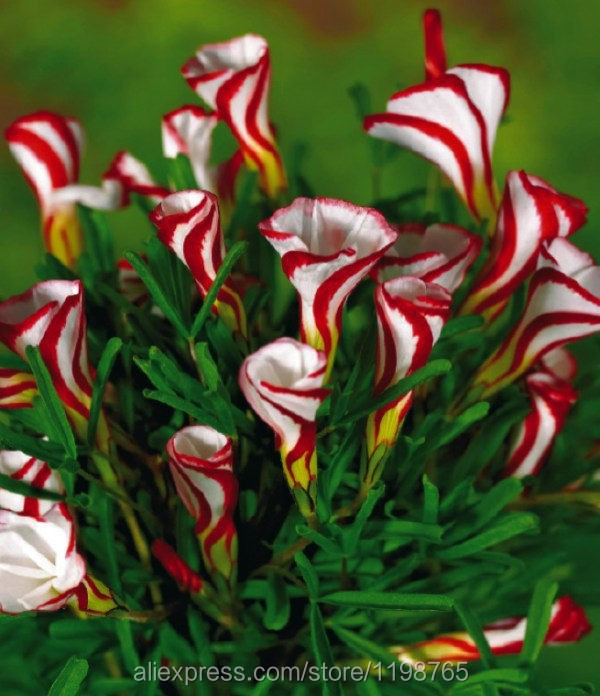 Free-shipping-Oxalis-versicolor-flowers-seeds-50PCS-World-s-Rare-Flowers-For-Garden-home-planting-O