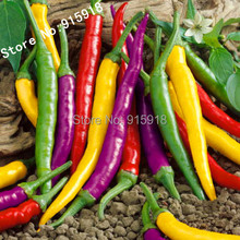 Vegetables pepper seeds 50pcs Organic Cayenne Pepper Blend Seeds, NON GMO