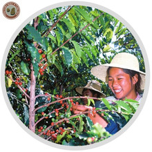 China Yunnan Green Coffee Bean Organic Typica 1000g Free Shipping