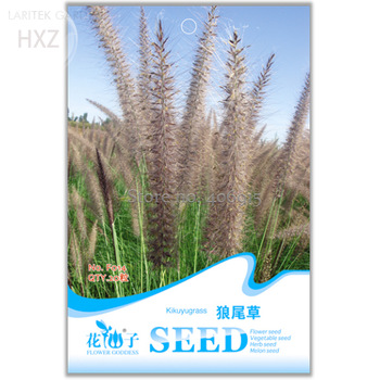 Pennisetum Alopecuroides Ornamental Kikuyu Grass Seeds, Original Package, 20 seeds, green vegetation easy to plant  F014