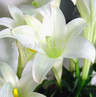 50 pcs bag plants potted lily flower seeds flower seeds lily perfume purify indoor bonsai air