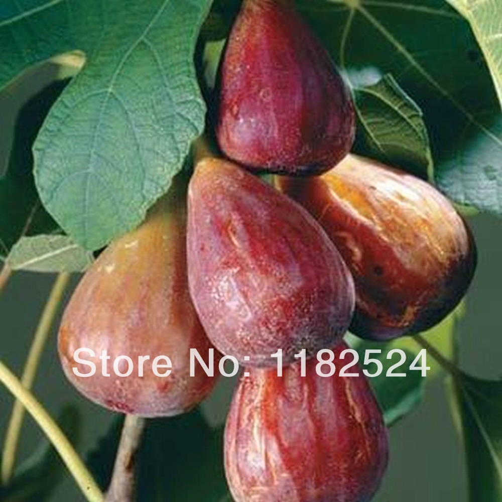 Black jack fig tree premium five gallon