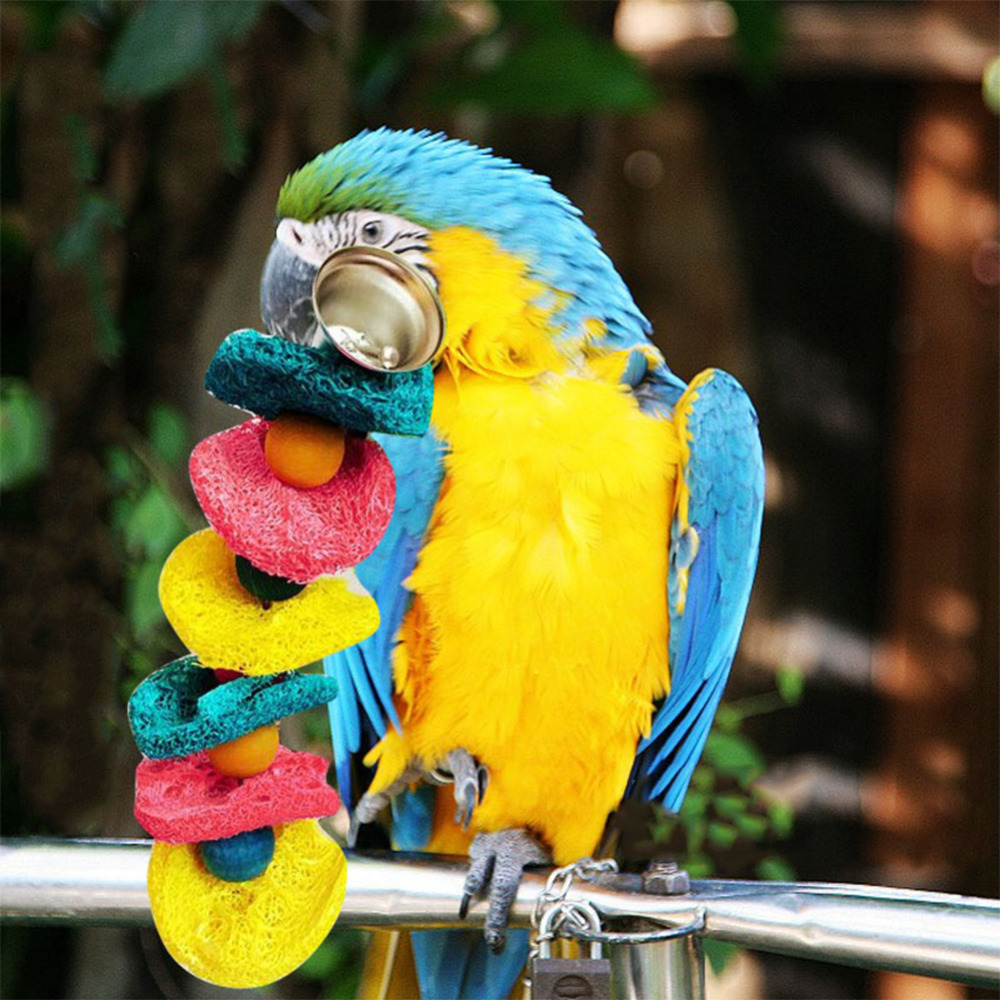     Cockatiel  Conure       perroquet F1