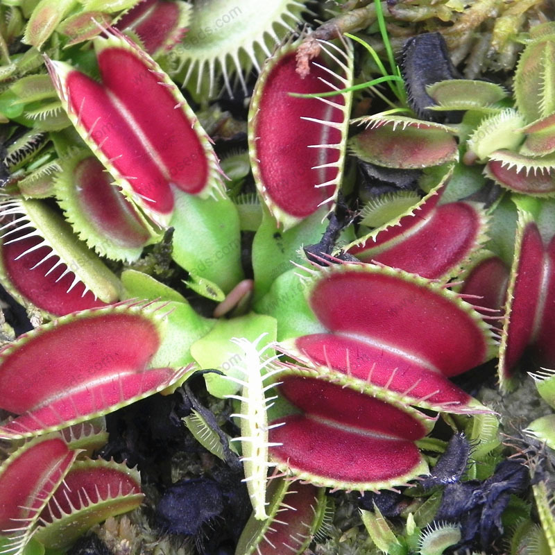 Potted Insectivorous Plant Seeds Dionaea Muscipula Giant Clip Venus Flytrap Seeds 100 particles bag