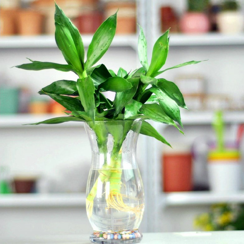 Ornamental bamboo guanyin zhu 5 hydroponic water to keep bonsai plant