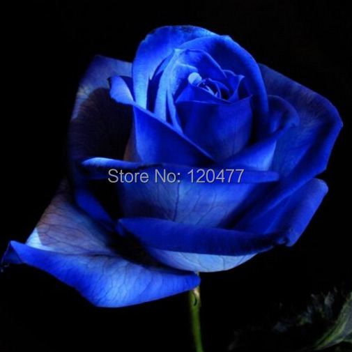 Free Shipping 50 Seeds China Rare dark blue Rose Flower
