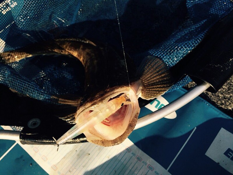 Trulinaoya Minnow 10