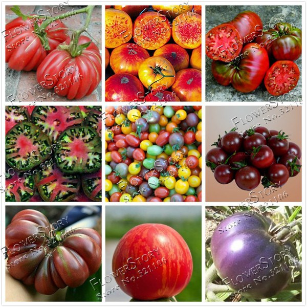 Томаты Аэлита 1731347 - купить по выгодным ценам в интернет-магазине OZON (40180