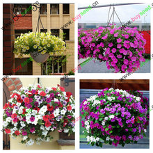 free shipping Flower seeds plant hanging petunia seeds balcony 50  -200 pcs