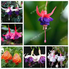 fuchsia , free shipping cheap fuchsia seeds, Bonsai balcony flower, fuchsia potted seed – 100 pcs/bag