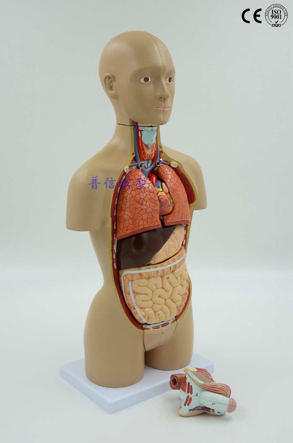 Bisex human organ photo