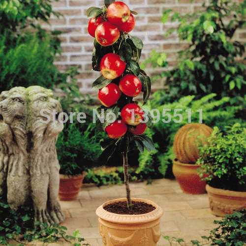 100 pcs Bonsai Apple Tree Seeds rare fruit bonsai tree America red delicious apple seeds garden