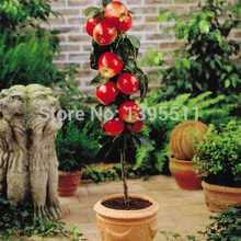 100 pcs Bonsai Apple Tree Seeds rare fruit bonsai tree– America red delicious apple seeds garden for flower pot planters
