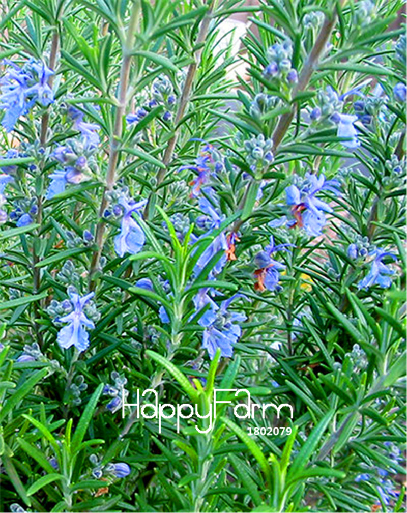 online buy wholesale rosemary plants from china rosemary plants wholesalers aliexpress com online buy wholesale rosemary plants from china rosemary plants wholesalers aliexpress com