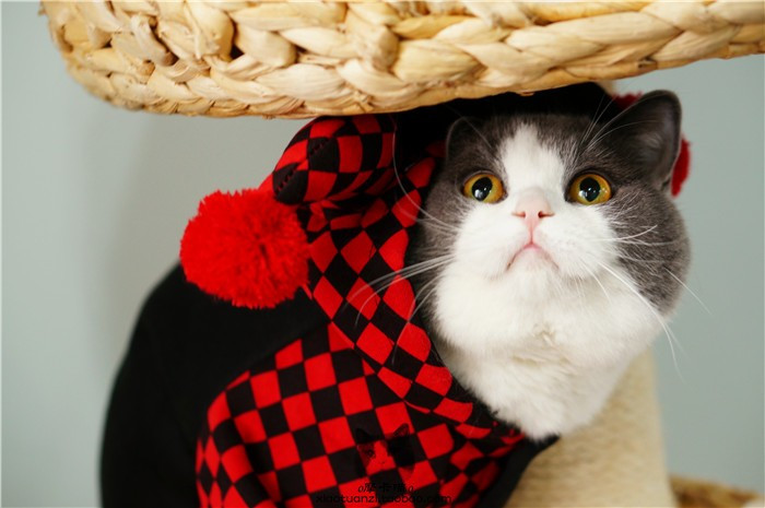 Праздничная pet собаки кошки Хэллоуин костюмы зимняя одежда для кошек pet одежда комбинезон пижамы клоун стиль ropa пункт moscotas 05 Праздничная pet собаки кошки Хэллоуин костюмы зимняя одежда для кошек pet одежда комбинезон пижамы клоун стиль ropa пункт moscotas 05