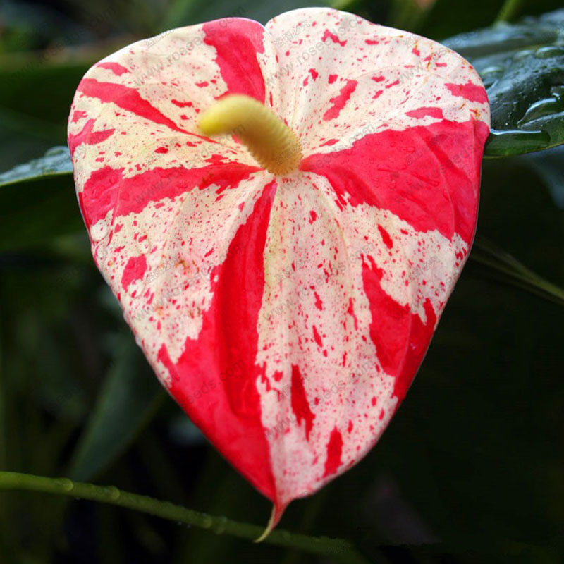 anthurium blue seed anthurium andraeanu seeds indoor potted flowers Anthurium plant 100 particles bag