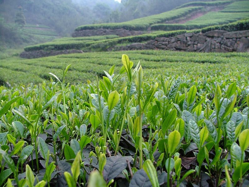 100g Smoke Lapsang Souchong Famous Hign mountain Wuyi Black Tea Super Qulaity 100 natural Promotion good