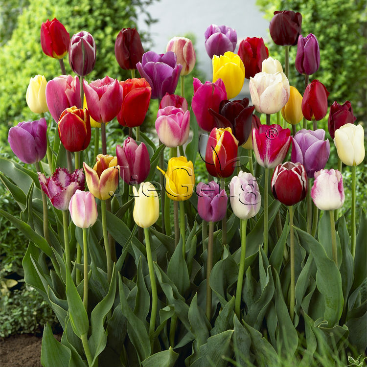 Holland bulb farms coupon code