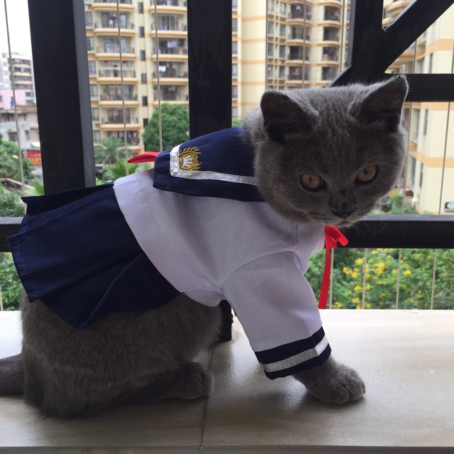 Костюм на кошку своими руками 521