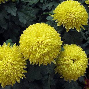  yellow aztec marigold, chrysanthemum seeds cellular,about 30 particles