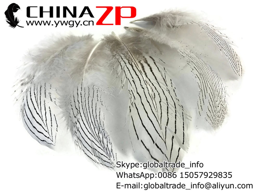 USA Feathers, 6 Pieces - LARGE NATURAL Silver Pheasant Feathers