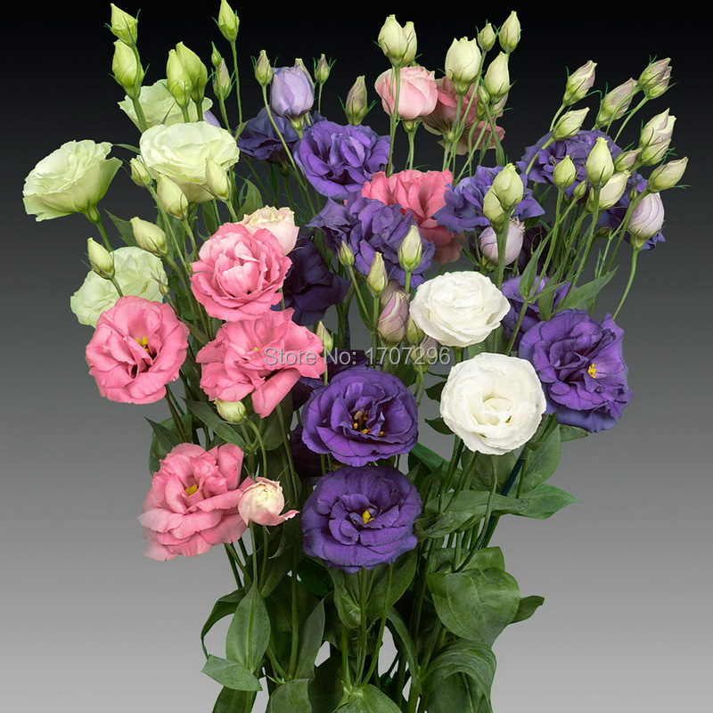Lisianthus Semillas De Flores En Maceta Perenne 50 Unids Lisianthus Semillas De Flores En Maceta Perenne 50 Unids