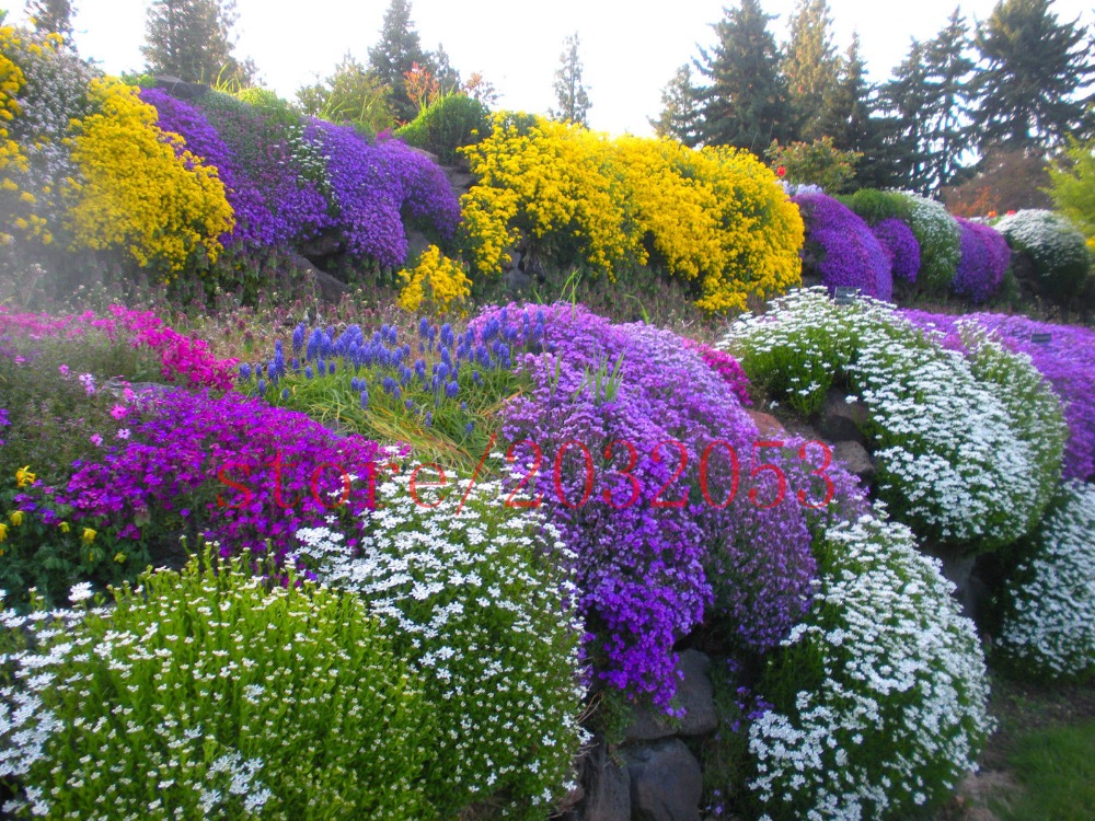 Mix 100 Rock Cress Seeds Aubrieta Flower Seeds Evergreen