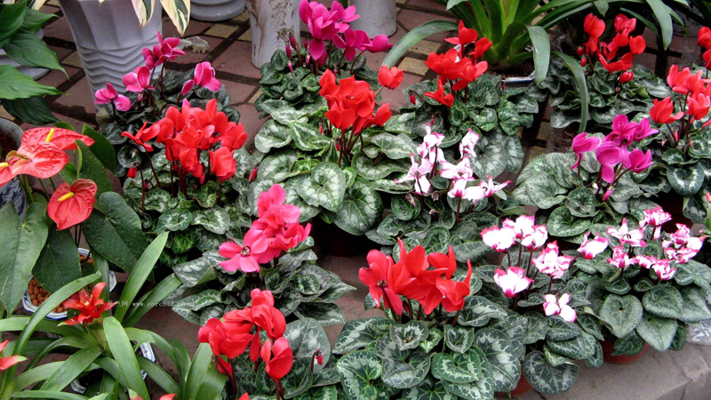 Free Shipping Flower Seeds Cyclamen Skgs Sowbread Seeds Flowering Plants Indoor Balcony Bonsai About 5 Particles