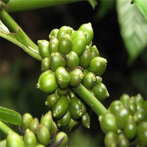 Arabica Green Coffee Bean Powder Wholesale
