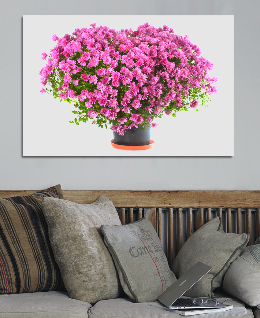 Love of pink pictures koop goedkope love of pink pictures loten ...