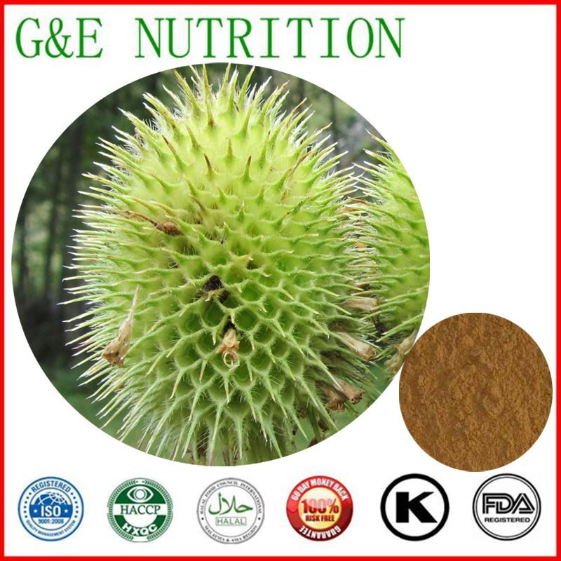 High Quality Himalayan Teasel Root Extract    20:1  600g