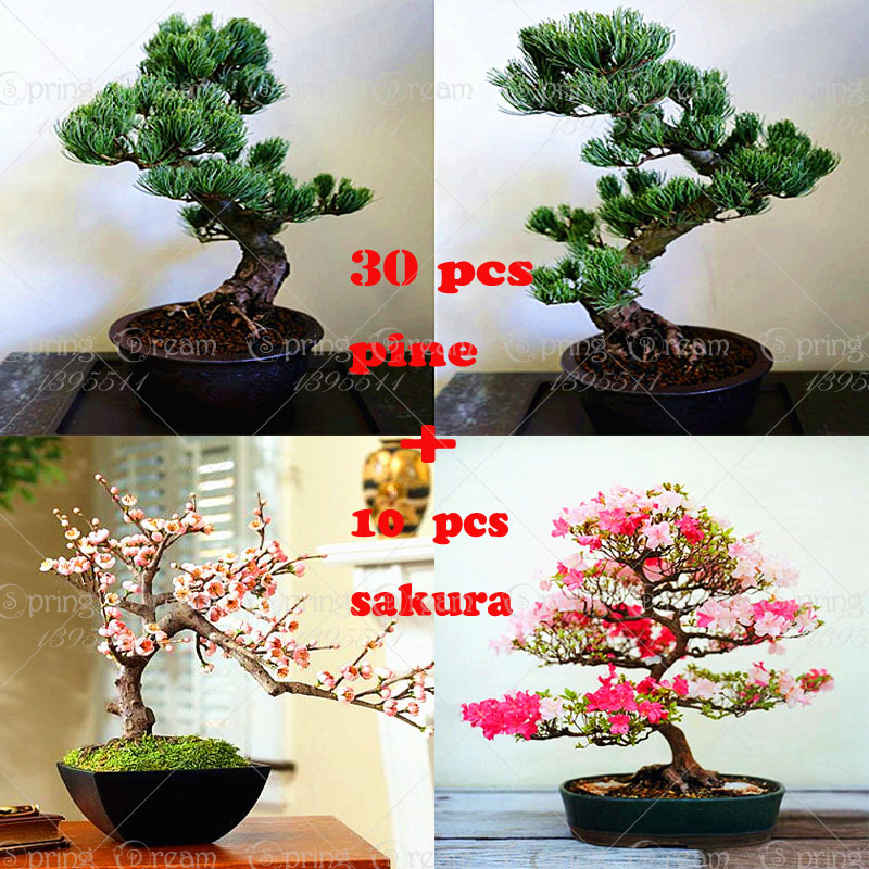Online Buy Wholesale sakura bonsai tree from China sakura bonsai tree