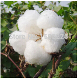 cotton plants