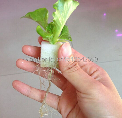 hydroponic lettuce nutrients