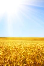 New arrival photography back drops 5*7ft 41028,fond studio vinyle photo backdrop, beautiful nature scenic photography backdrops