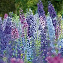 GIANT DELPHINIUM MAGIC FOUNTAINS MIX FLOWER SEEDS MIX / PERENNIAL