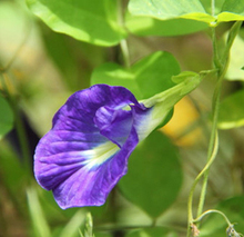 Blue Tea Dried Clitoria Ternatea Butterfly Pea tea 100g Thai Natural organic blooming Flower Thailand Nutrition