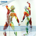 CMAM MUSCLE14 Human Muscle and Skeleton Anatomy Model Learing Education 55cm Tall