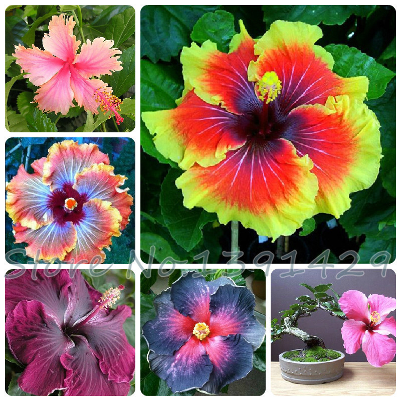 On Sale 200pcs Hibiscus seeds 24kinds HIBISCUS ROSA SINENSIS Flower seeds hibiscus tree seeds for flower