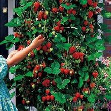 50Pcs Red Strawberry Climbing Strawberry Four Season Fruits Seeds