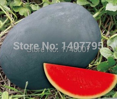 Sweet giant Black skin watermelon seeds watermelo...