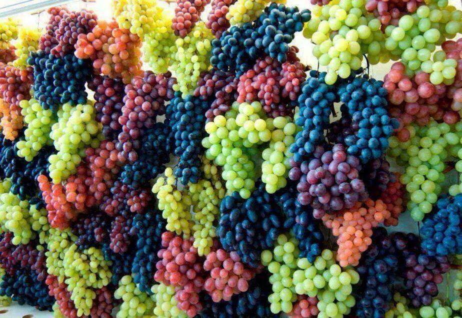 50CP imported rainbow grape seeds fruit seeds adv...