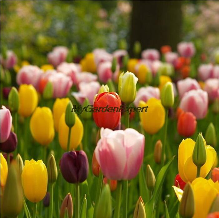 other plants seeds bulbs 5pcs aliexpress com buy hot selling 5pcs tulip bulbs tulip ball seeds bonsai flower seed pot plant other plants seeds bulbs 5pcs aliexpress com buy hot selling 5pcs tulip bulbs tulip ball seeds bonsai flower seed pot plant