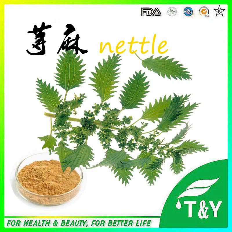 100% pure nettle p.e/nettle powder/nettle extract