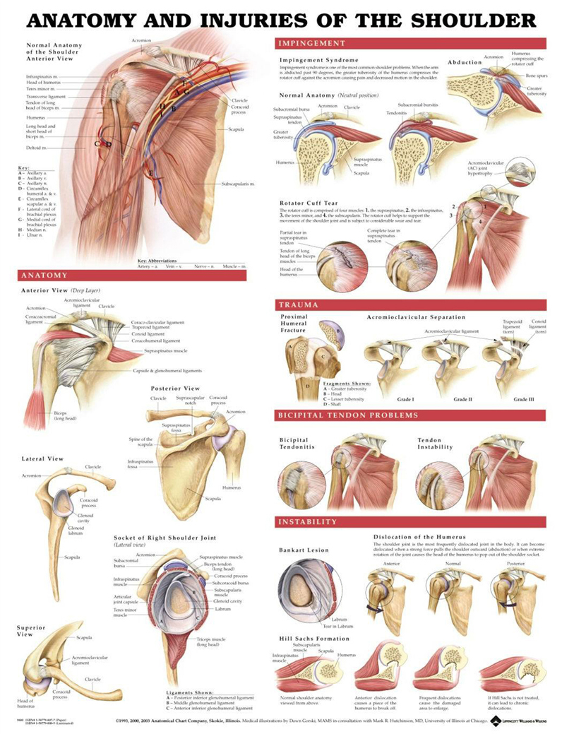 Muscular system essay