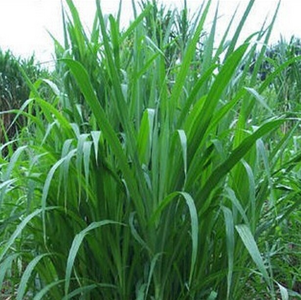 Elephant Grass Botanical Name