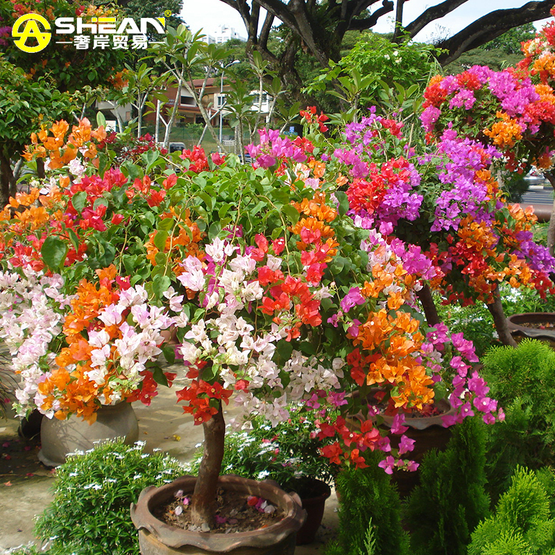 Image Result For Selling Plants Online Image Result For Selling Plants Online