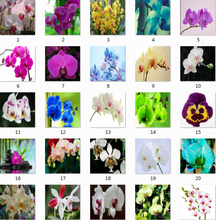 100pc World’s Rare Flower Seeds apanese Radiata Orchid Seeds For Garden & Home Planting white dove